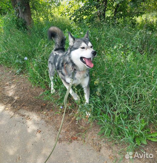 Разные собаки бывают одиноки