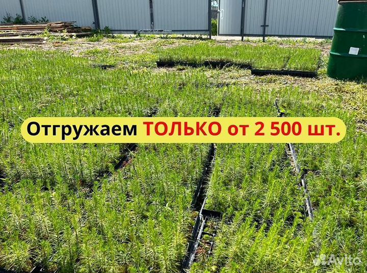 Сеянцы ели европейской окс