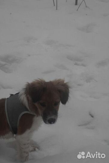 Щенок в добрые руки