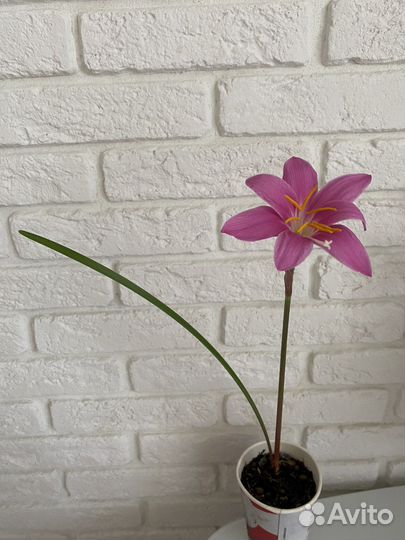 Маранта, зефирантес, хатиора