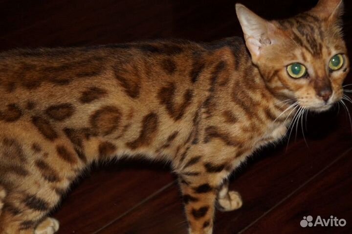 Бенгальская кошка в добрые руки