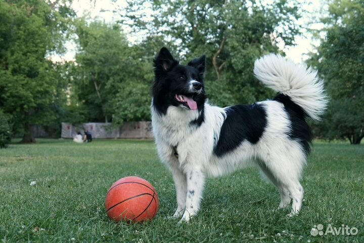 Собака в добрые руки