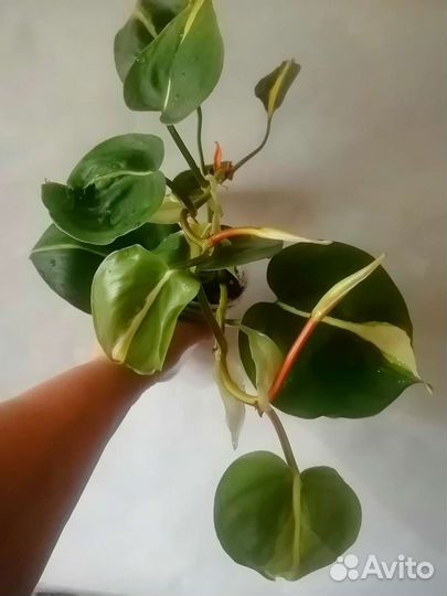 Филодендрон медиоптика триколор