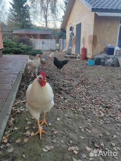 Петух Амераукан лавандовой возраст полтора года