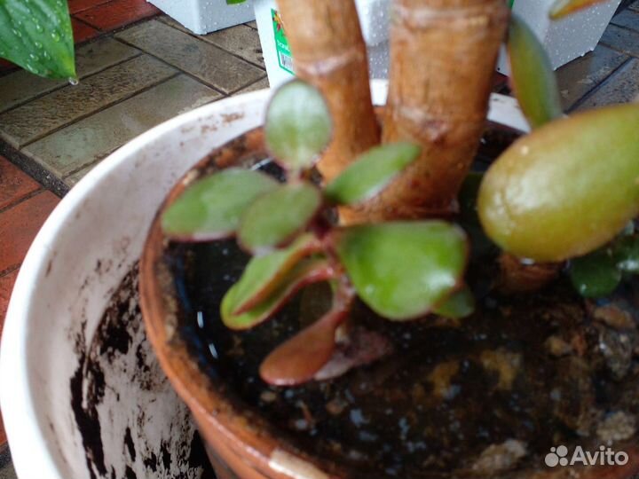 Толстянка(денежное дерево)