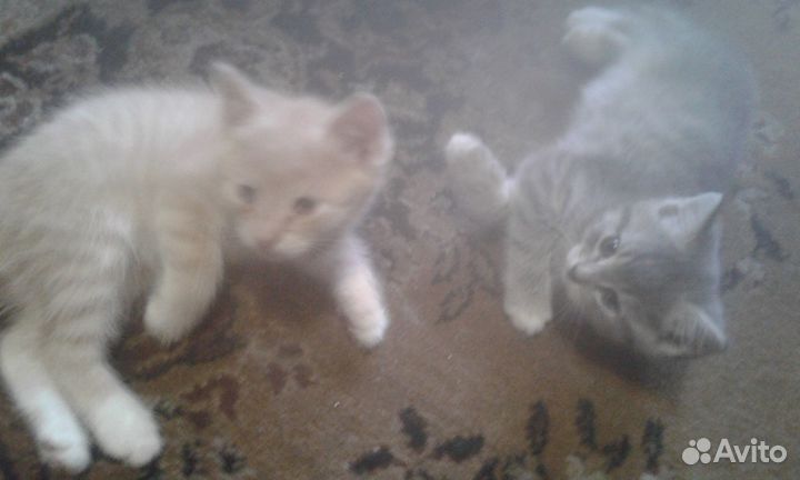 Отдам котят в добрые руки