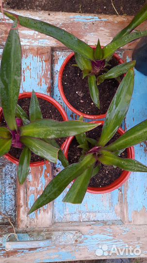 Рео,традесканция