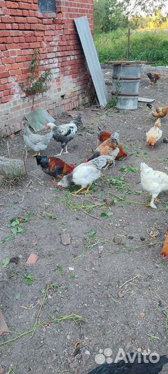 Молодые петухи
