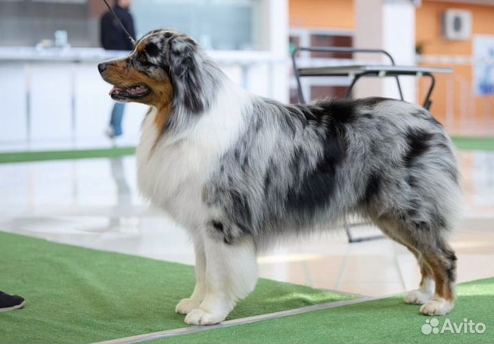 Вязка собак