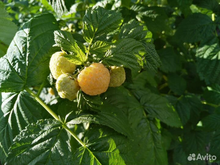 Саженцы ремонтантной малины