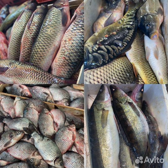 Речная рыба