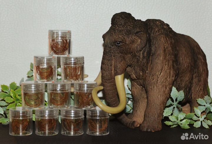 Шерсть (волосы)