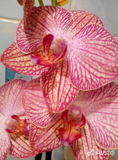 Коллекционные орхидеи