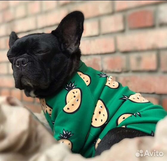 Одежда для мелких собак и кошек