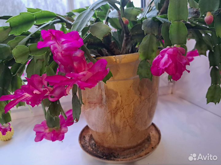 Цветок декабрист