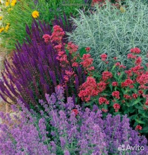 Котовник фассена