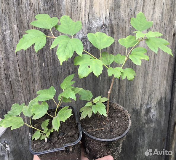 Бульдонеж(калина)