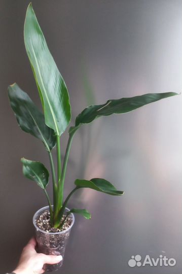 Стрелиция регина