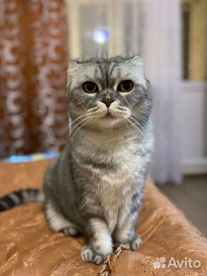 Шотландская