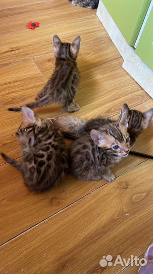Бенгальские котята