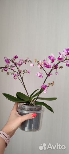 Орхидея фаленопсис пелорик/бабочка