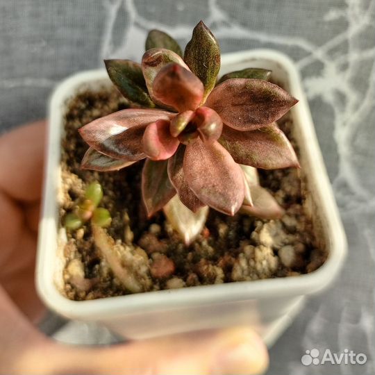 Суккуленты