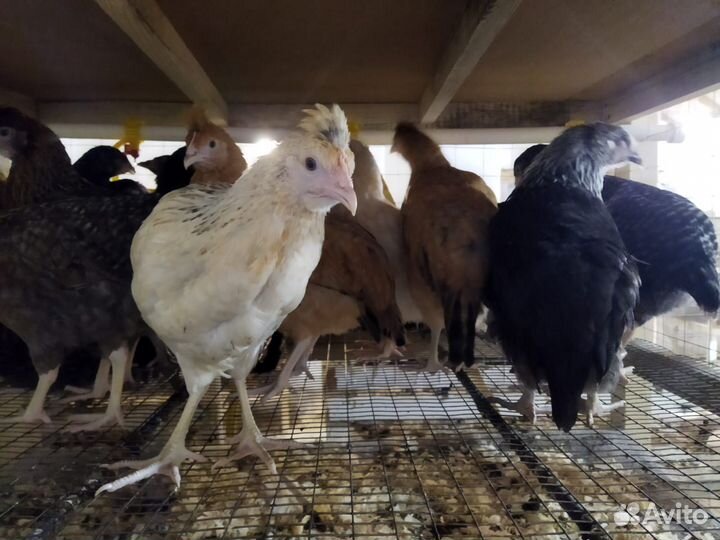 Куры молодки