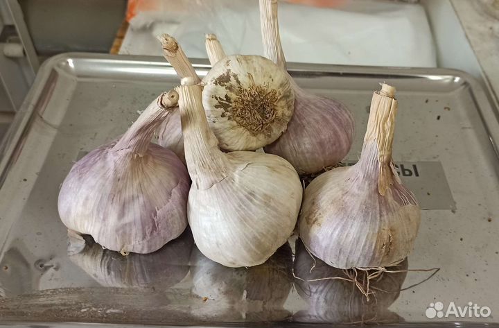 Озимый чеснок (Юбилейный)