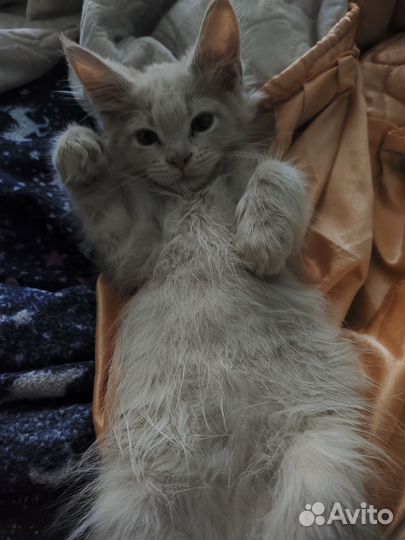 Котёнок Мэйнкун