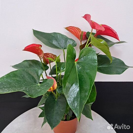 Комнатные цветы антуриум