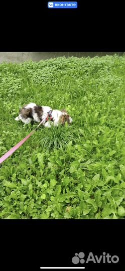 Собака ищет дом