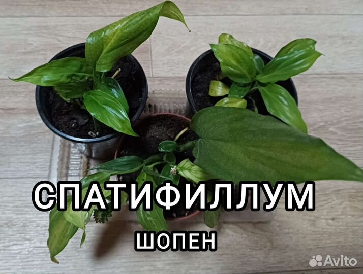 Комнатные цветы: Маранта, Спатифиллум Шопен