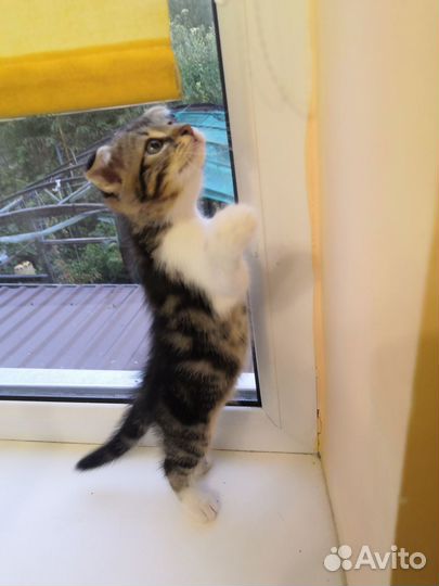 Котята в добрые руки бесплатно