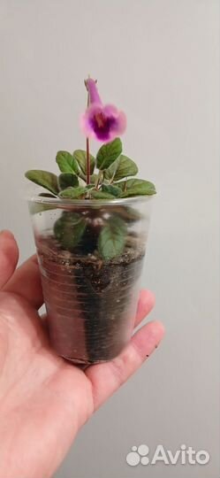 Минисиннингия