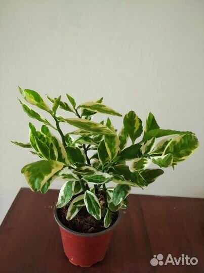 Педилантус, калонхоэ, фикус