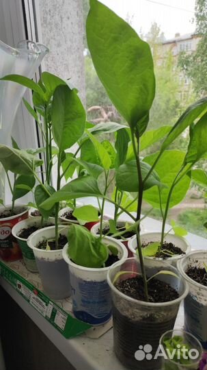 Рассада помидоров томатов