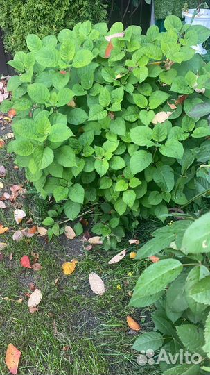 Гортензия куст