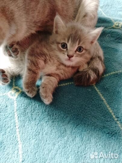 Отдам котят (мальчики)