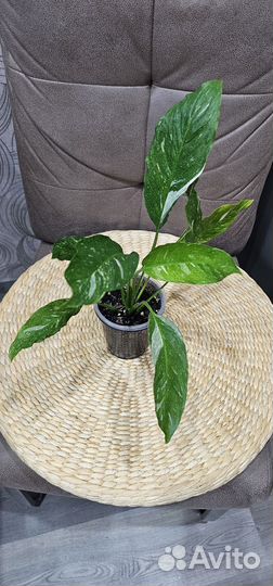 Спатифиллум джемени