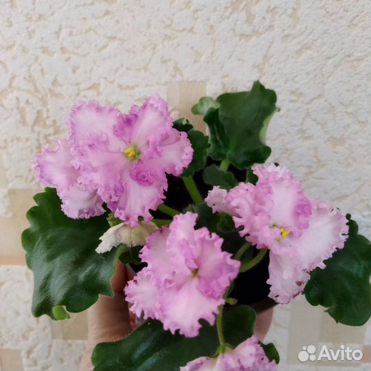 Цветущие фиалки