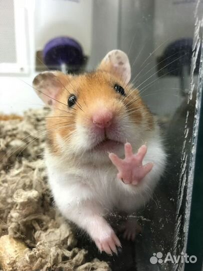 Сирийский хомяк