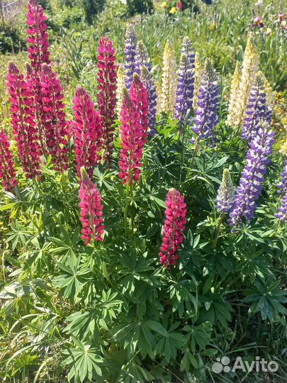 Люпин розово-красный