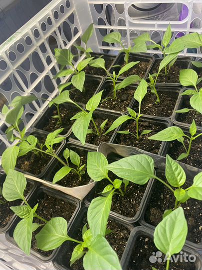 Рассада томатов перцев и баклажан