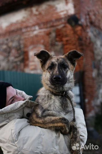 Моня ищет дом