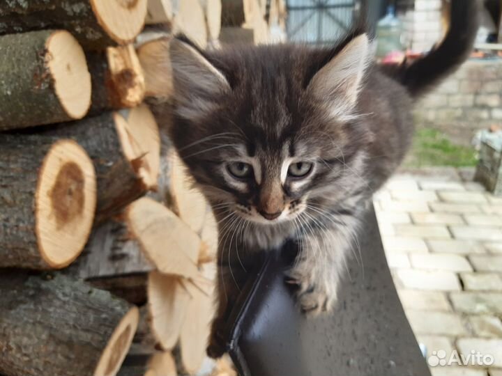 Котята от норвежской лесной кошки