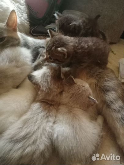 Котятки в добрые руки