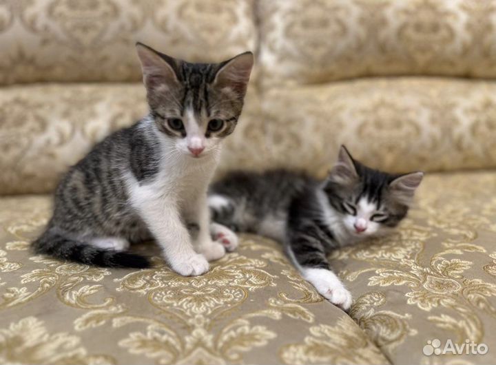 Котята в добрые руки бесплатно