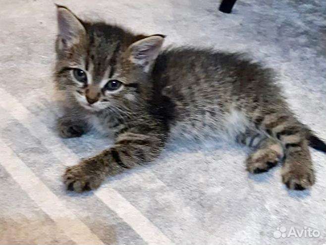 Кошка в дар