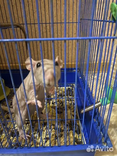 Крыса сфинкс