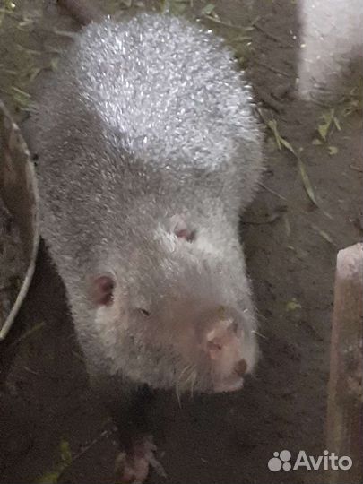 Нутрии 10 штук продать